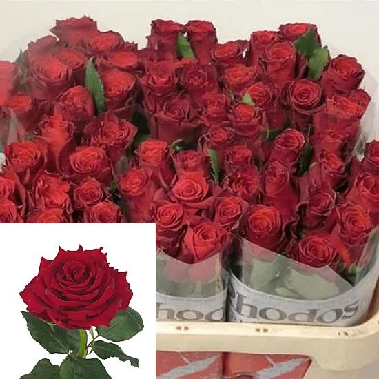 7 Best Red Roses Varieties for 2023 As Rated By Florists EagleLink