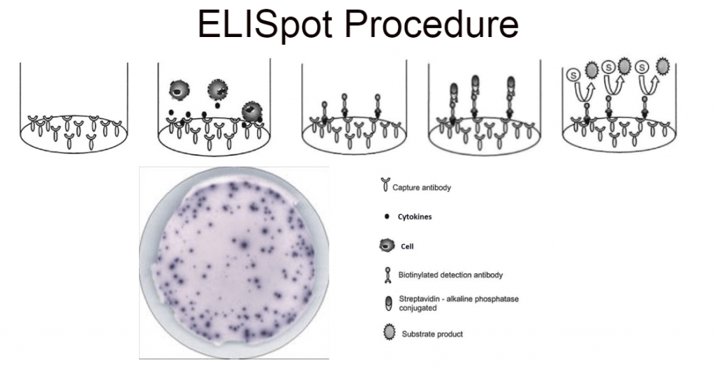 ELISpot Assay Kits Eagle Biosciences, Inc.