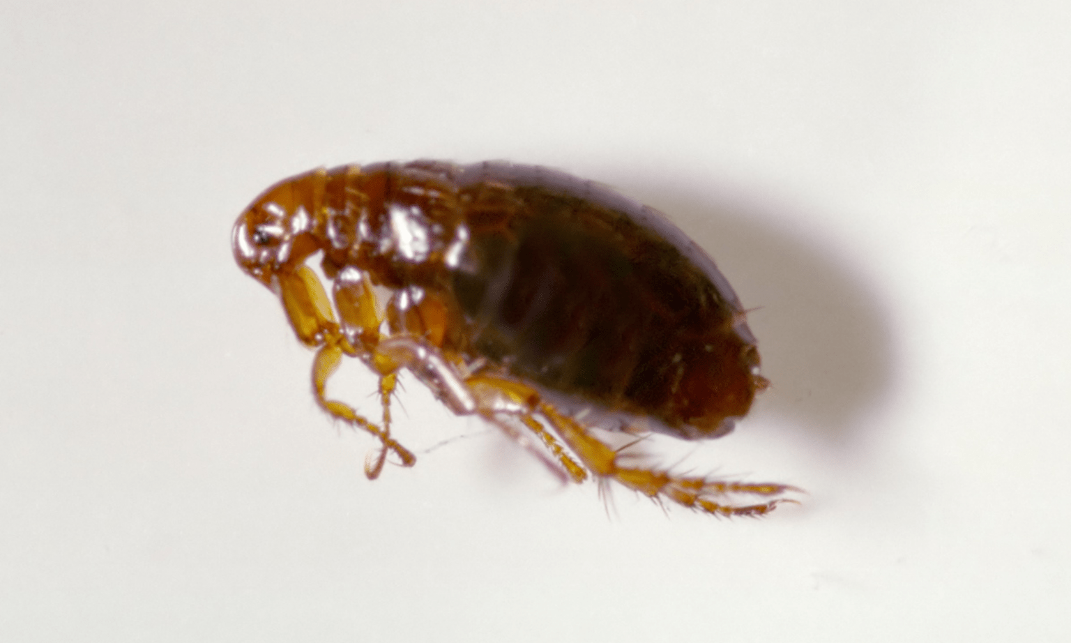 Residential Flea Control Eagle Eye Pest