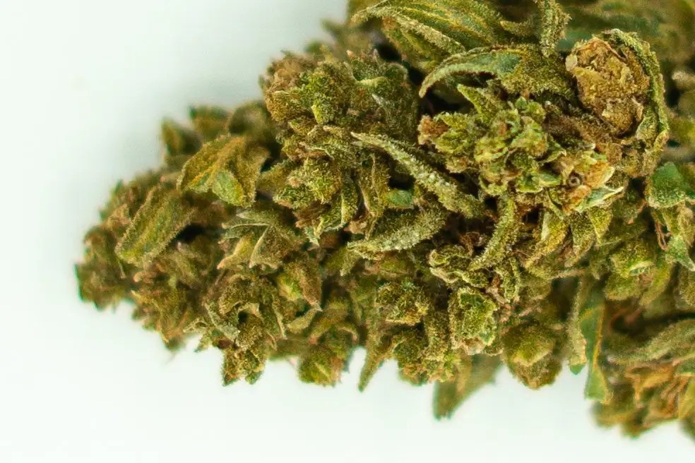 CBD Flower For Sale At Wholesale Prices! Buy In Bulk & Save!