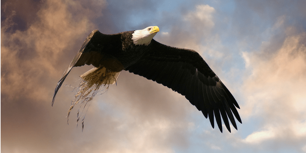 Eagle Dream Meaning Giant Eagle Bald Eagle Golden