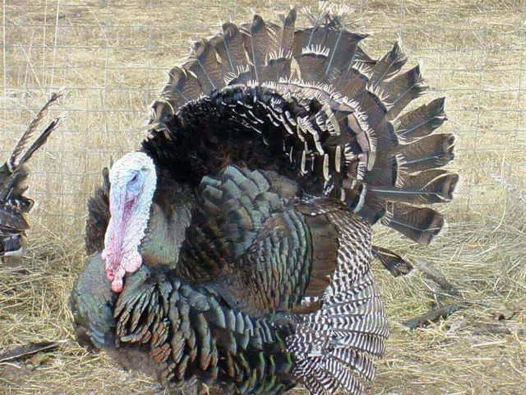 Hunting Eagle Point & the Upper Rogue Chamber of Commerce