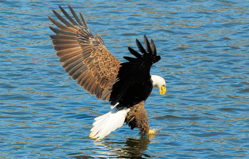 Judge Orders Bald Eagle Removed from Endangered List American Eagle