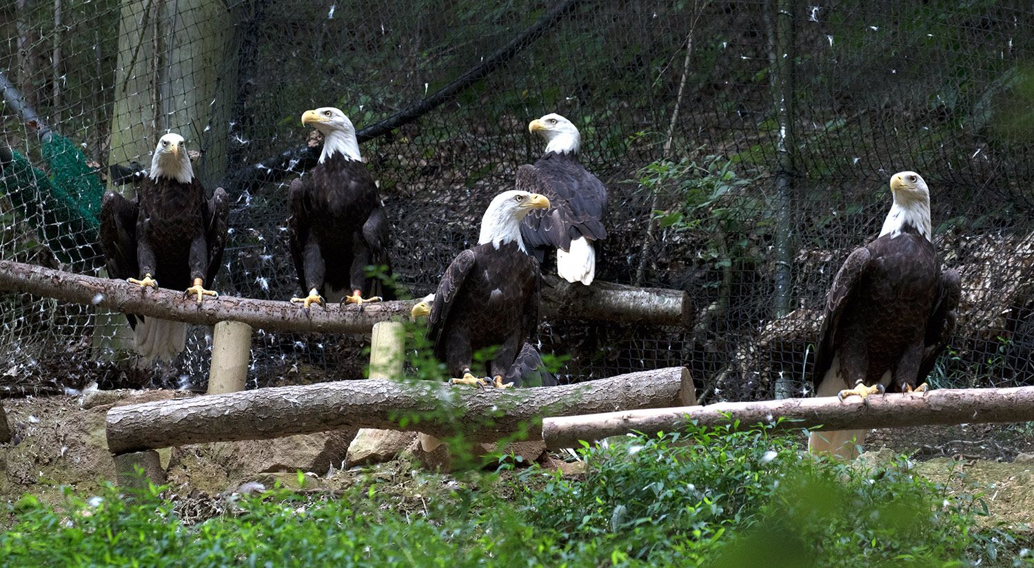 Bald Eagles American Eagle Foundation