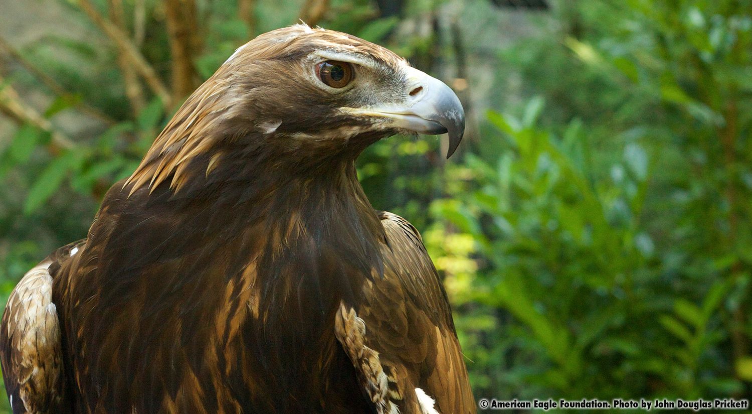 American Eagle Foundation Protecting and Caring for Bald Eagles and Other Birds of Prey