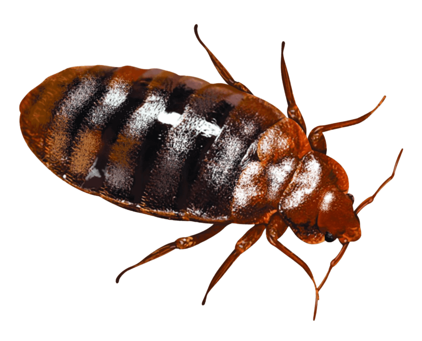 Bed Bugs EagleShield Pest Control
