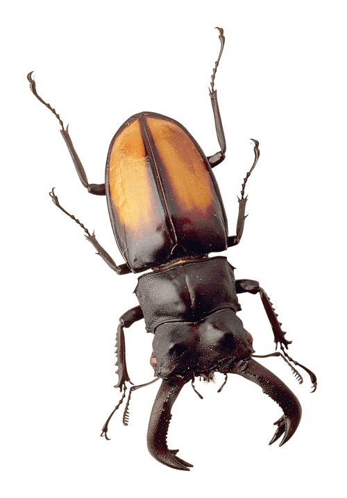 Beetles / Other Bugs EagleShield Pest Control