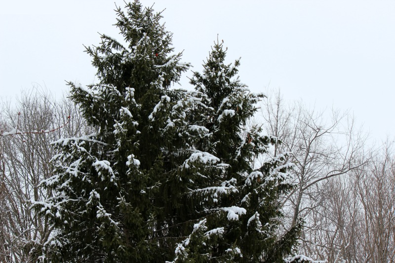 Evergreens in Winter Landscapes and More Eagleson Meadows