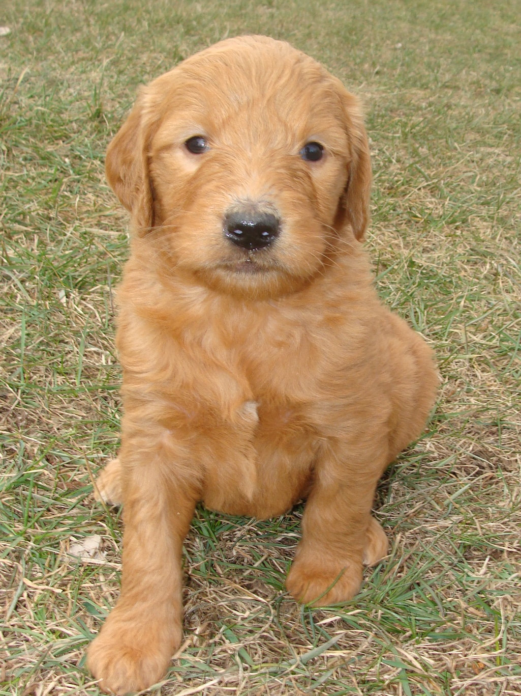 Puppies Irish Doodle & Goldendoodle Puppies For Sale Eagle Valley Puppies