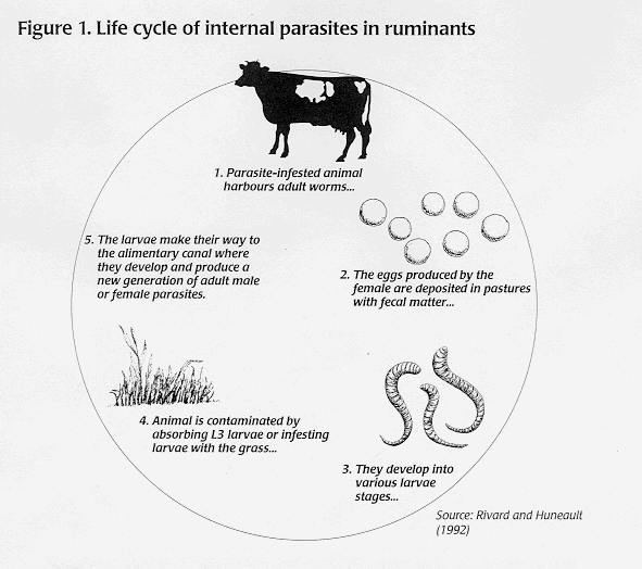 The Control Of Internal Parasites