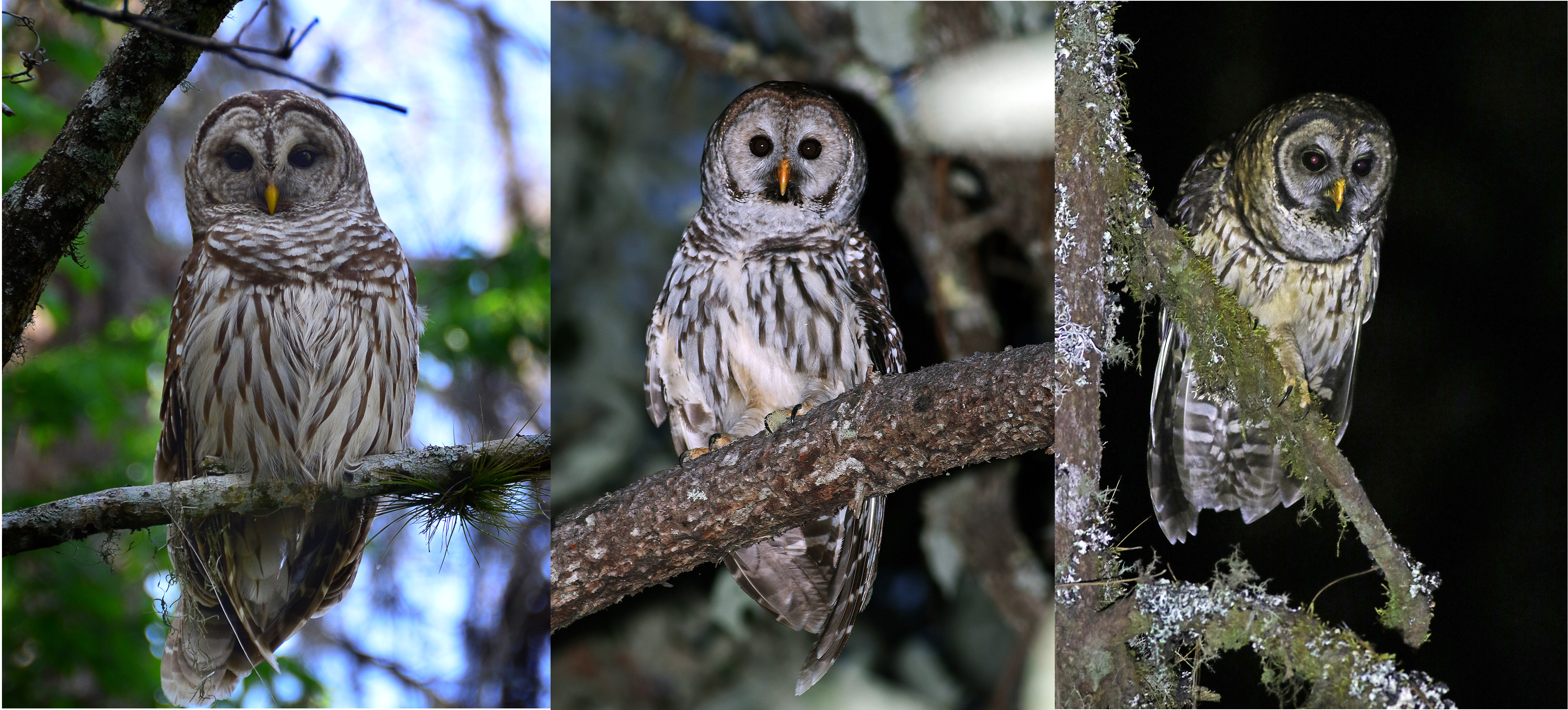Mexico’s Mystery Owl Earbirding