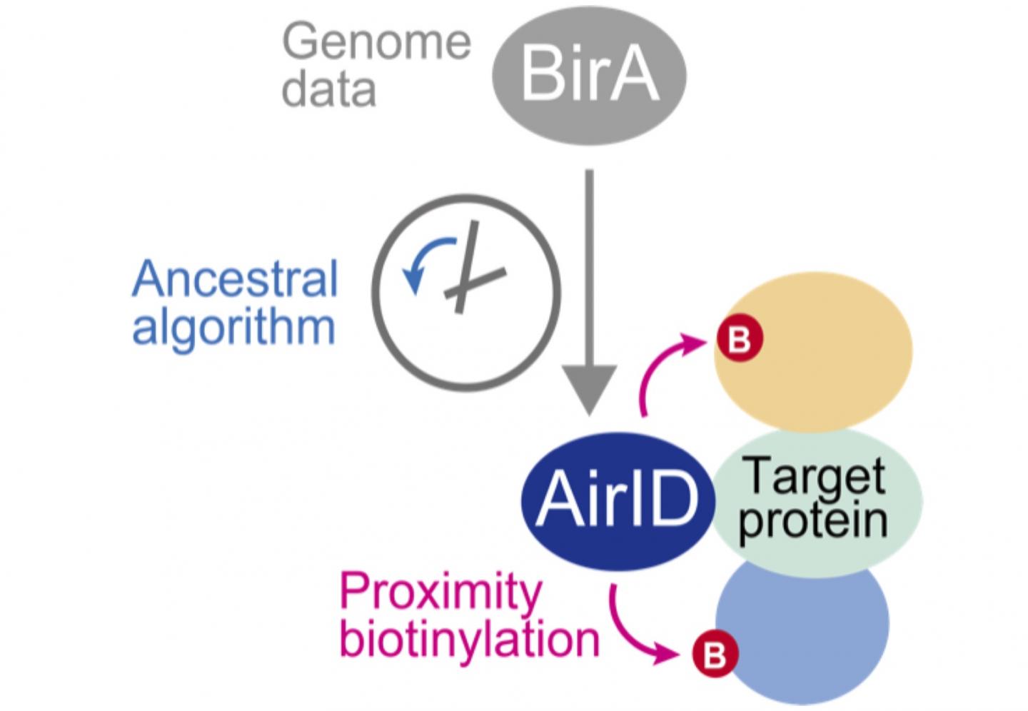 A new biotinylation enzyme for analyzing proteinprotein interactions