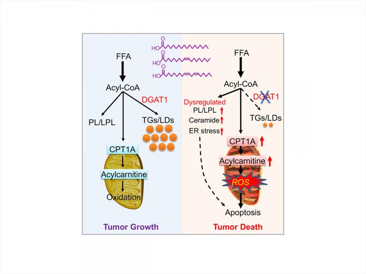 Blocking fat storage might offer a new way to EurekAlert!