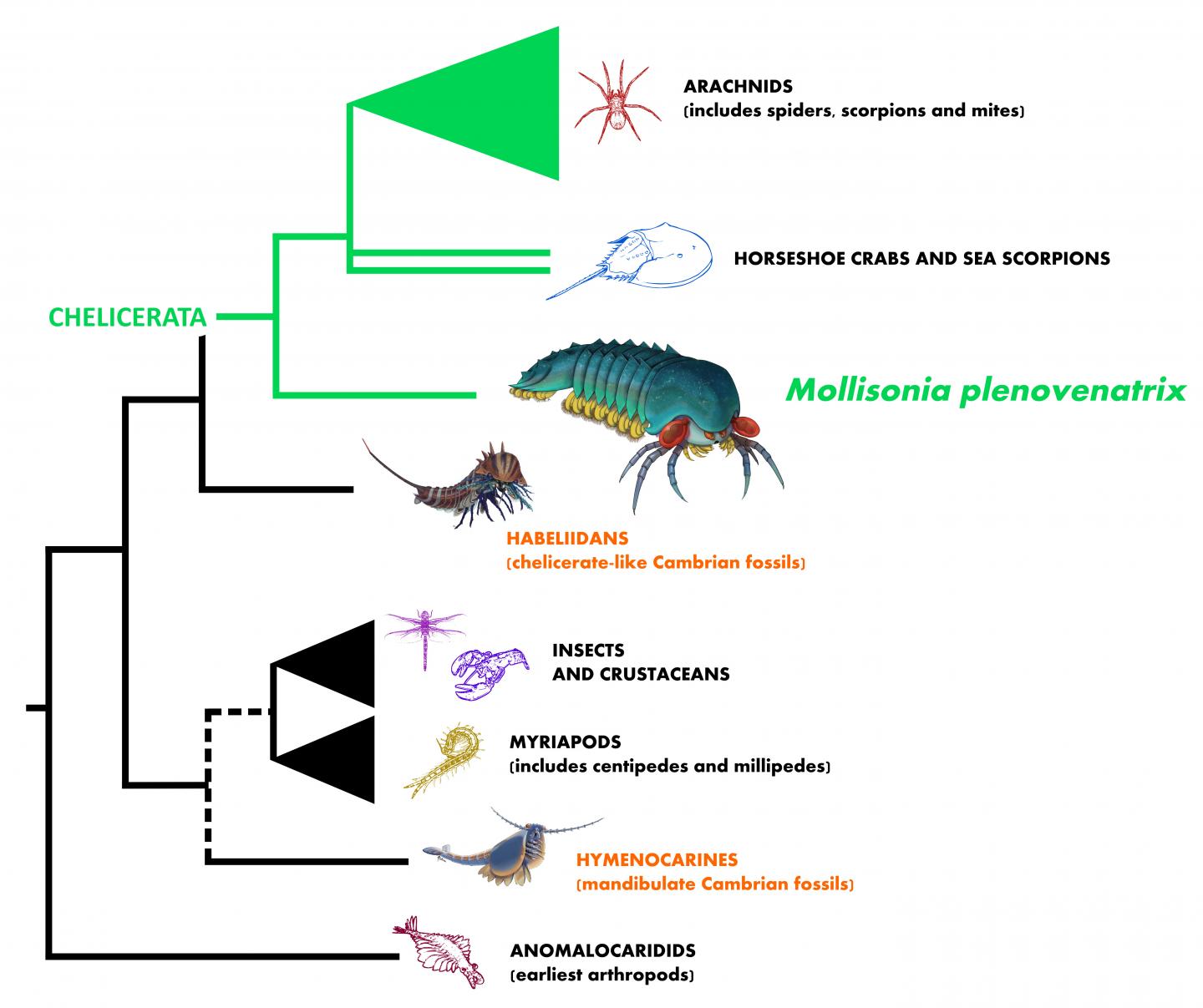 Evolutionary Tree Illustrating [IMAGE] EurekAlert! Science News Releases