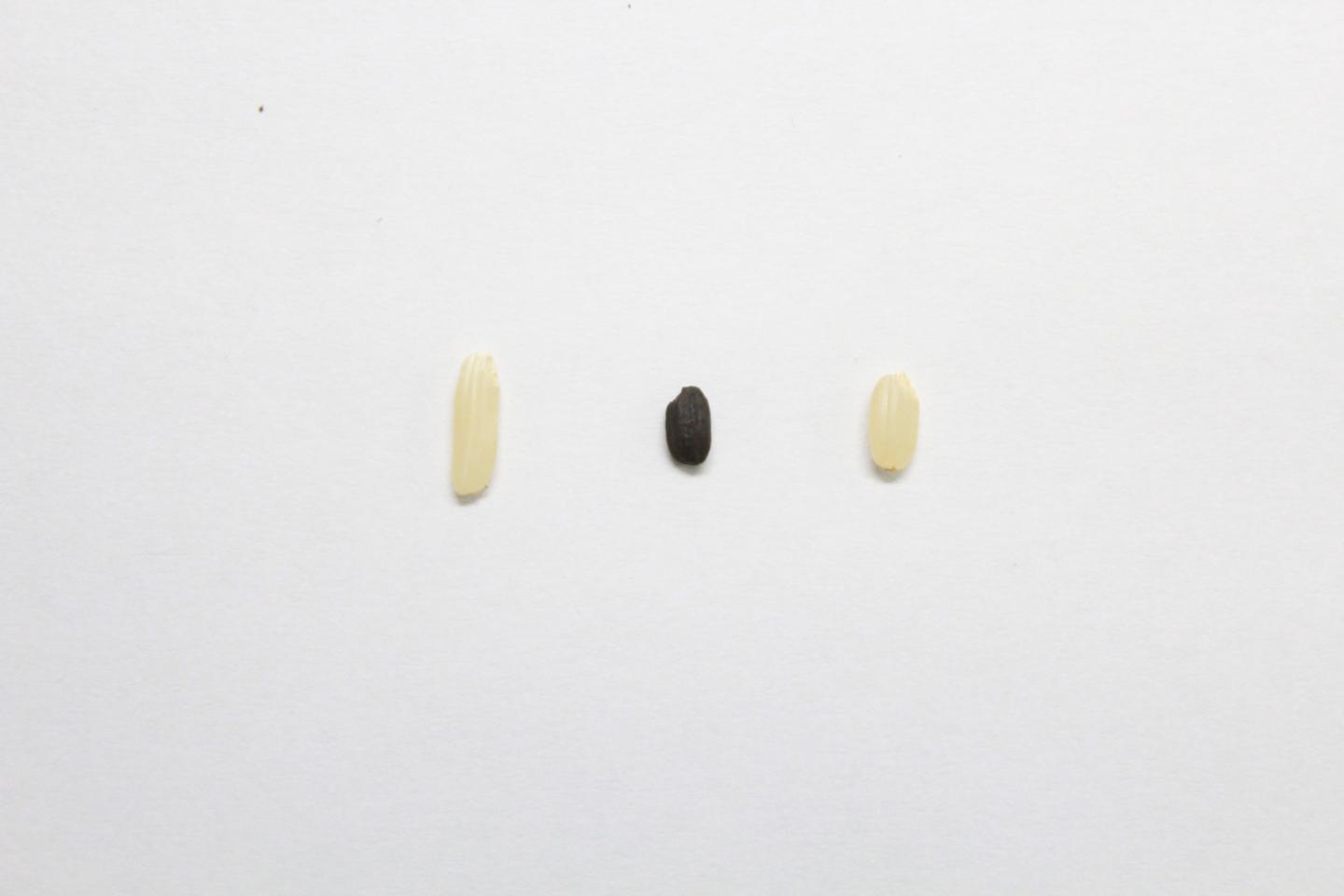 Single Grains [IMAGE] EurekAlert! Science News Releases