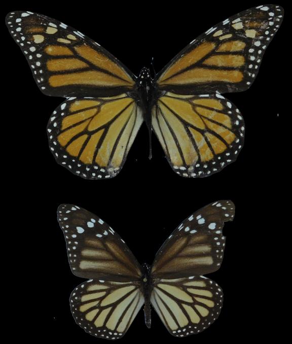Two centuries of Monarch butterflies show evolution of wing length Science Codex
