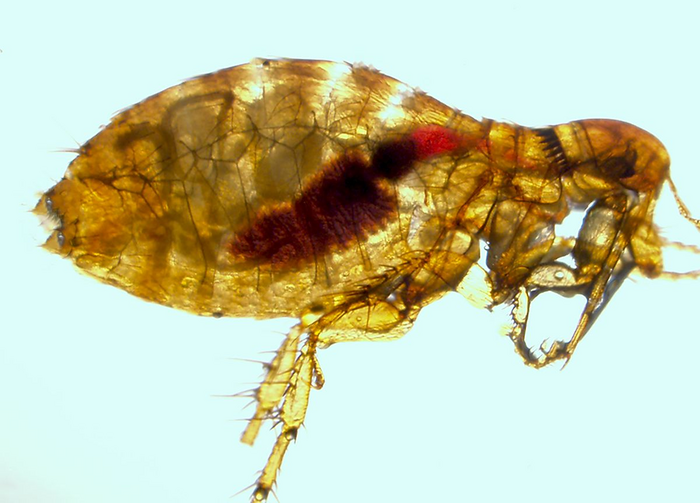 Study probes how plague spreads through wild EurekAlert!