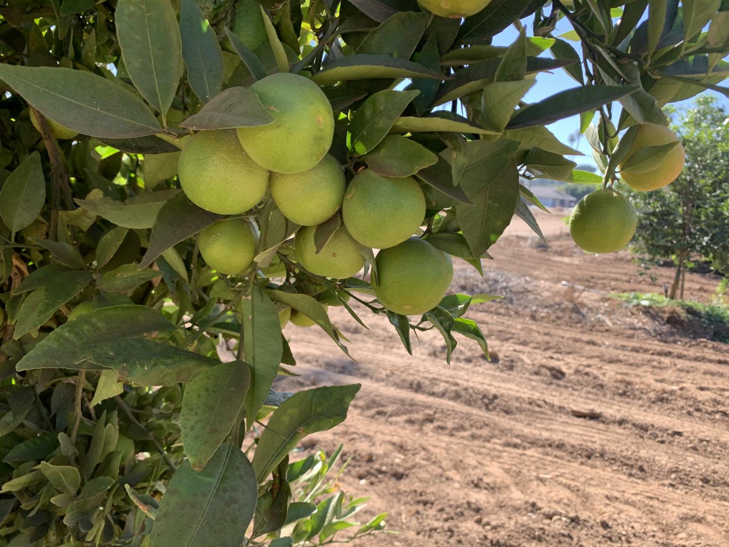 new hybrid citrus tree [IMAGE] EurekAlert! Science News Releases