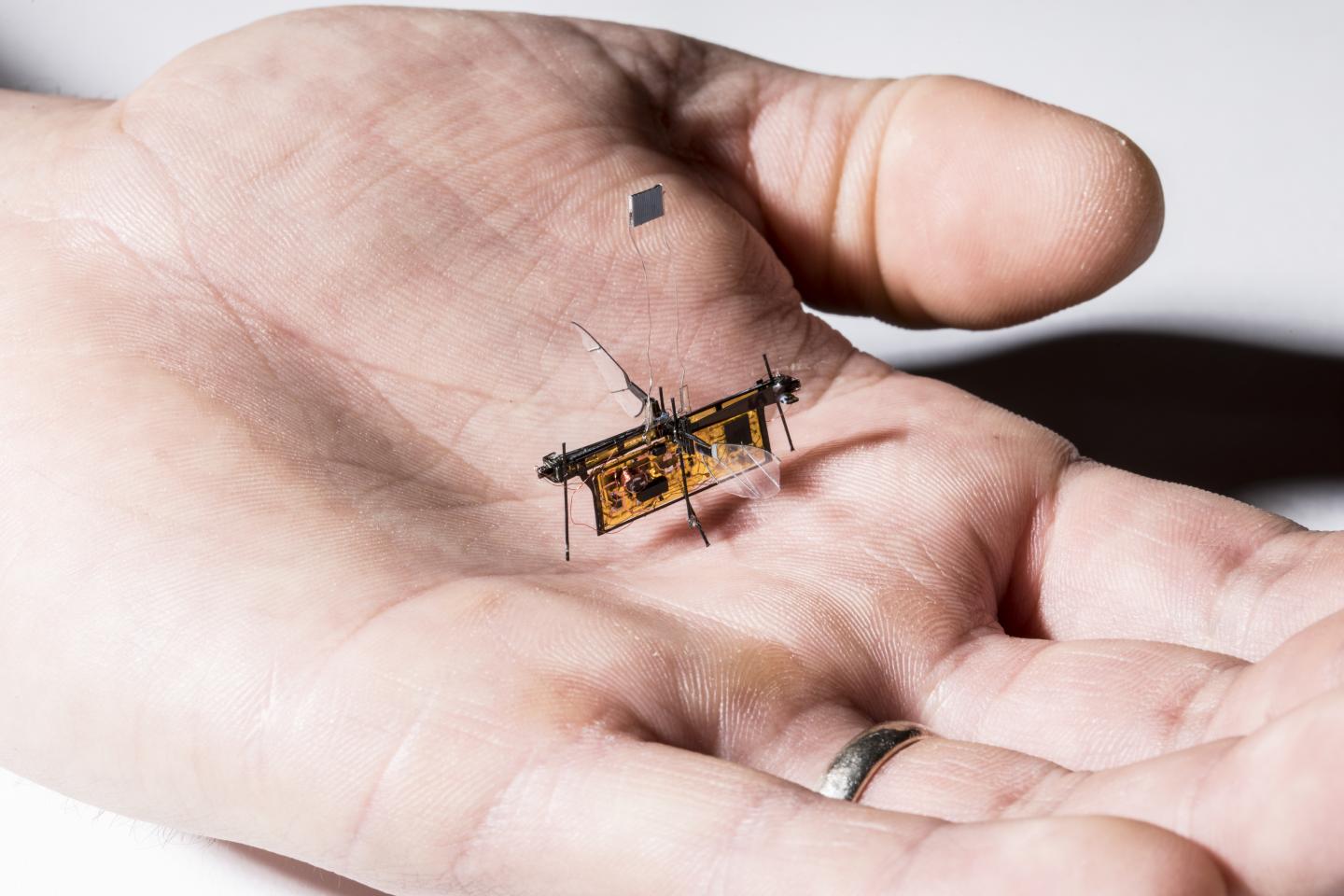 The first wireless flying robotic insect takes off Science Codex