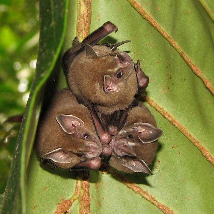 The scientists found out, that bats are trans EurekAlert!