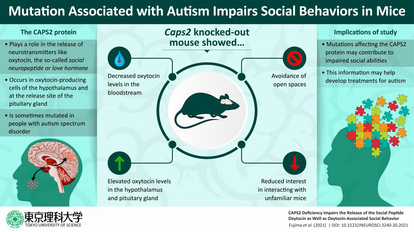 Of mice and men Mutation linked to autism im EurekAlert!