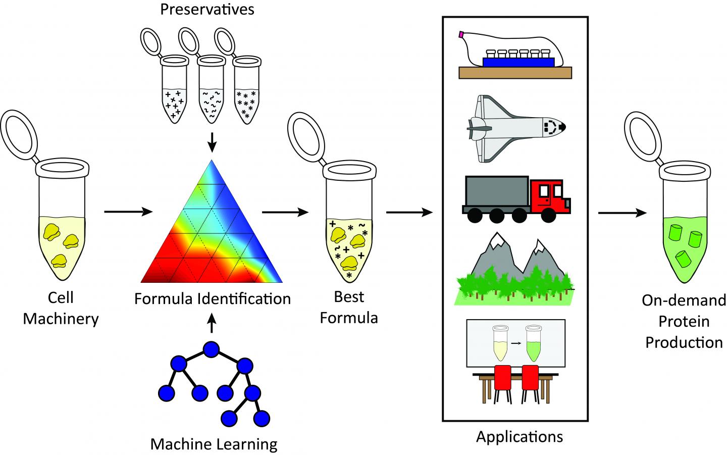 Stabilizing freezedried cellular machinery unlocks cellfree