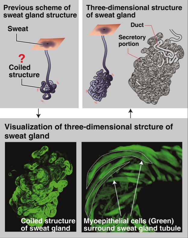 Detailed structure of the sweat gland reveale EurekAlert!