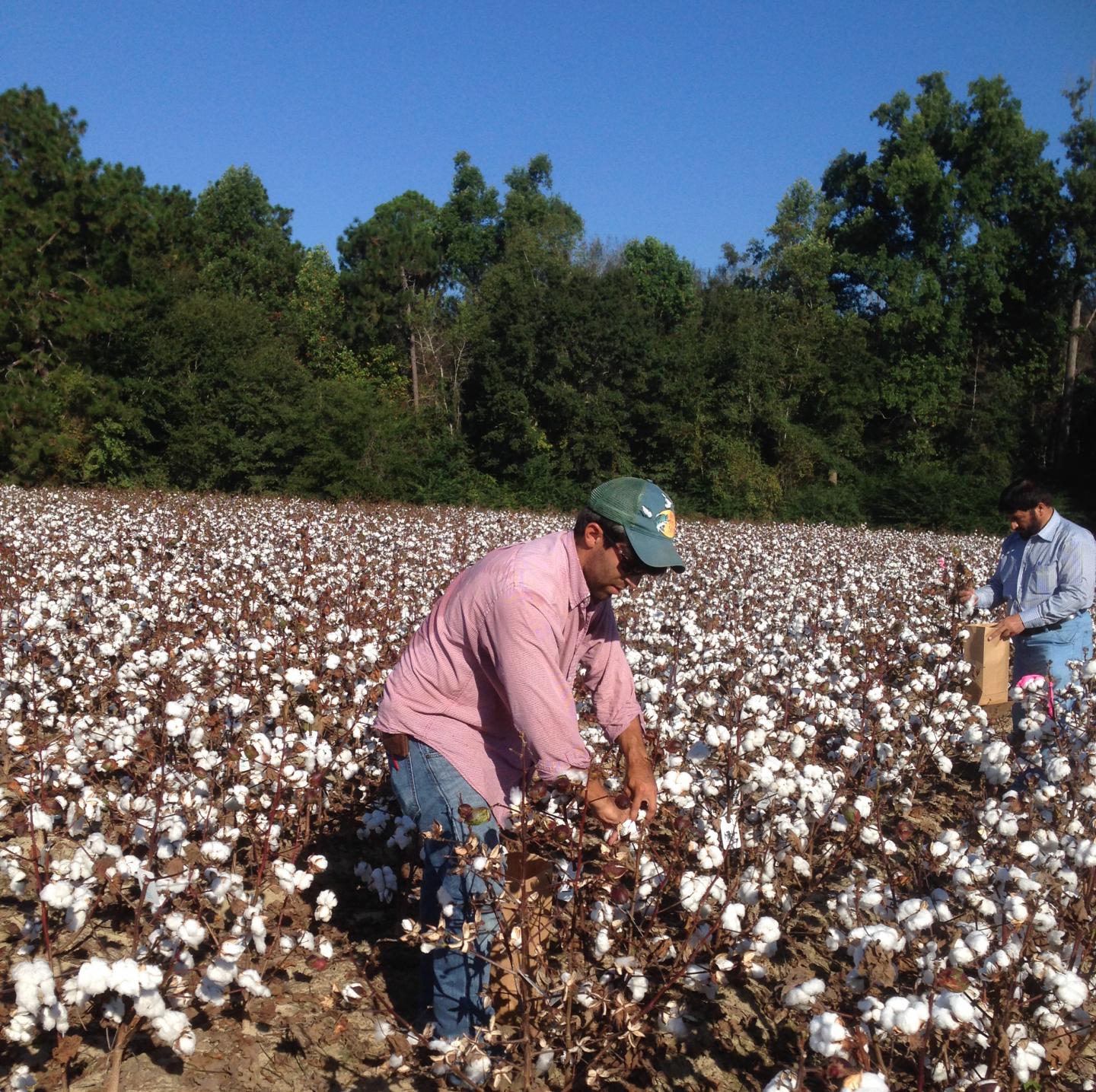 Hand Harvesting Cotton Researc [IMAGE] EurekAlert! Science News Releases