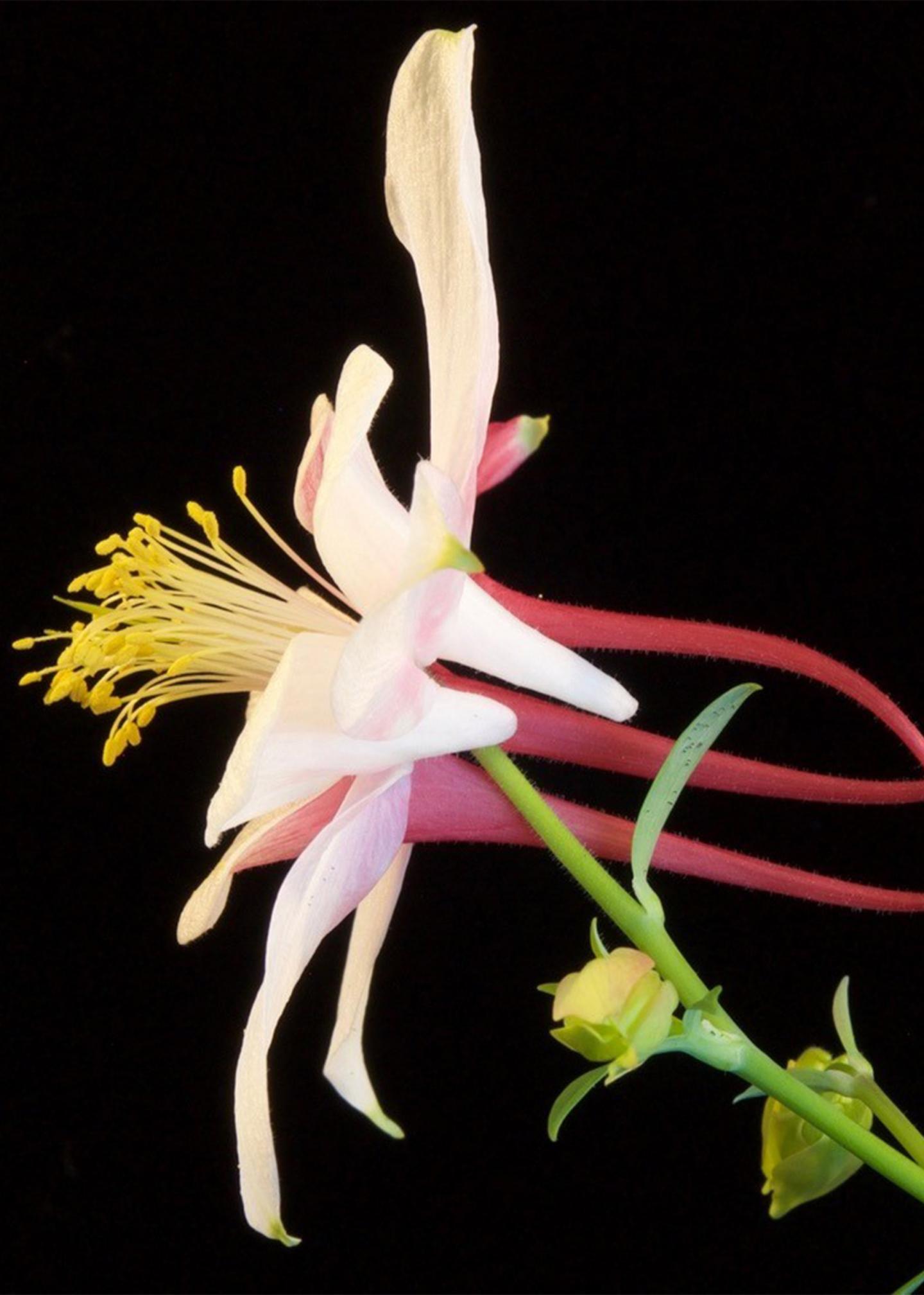 The Popovich of floral nectar spurs EurekAlert!