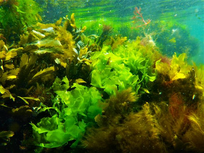 Sea Lettuce [IMAGE] EurekAlert! Science News Releases