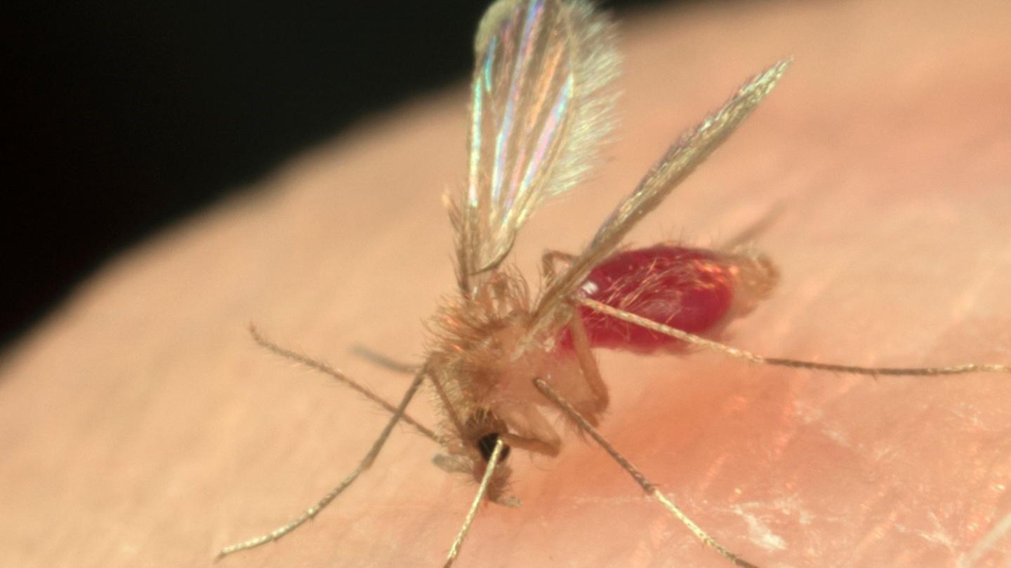Surprising sand fly find yields new species o EurekAlert!
