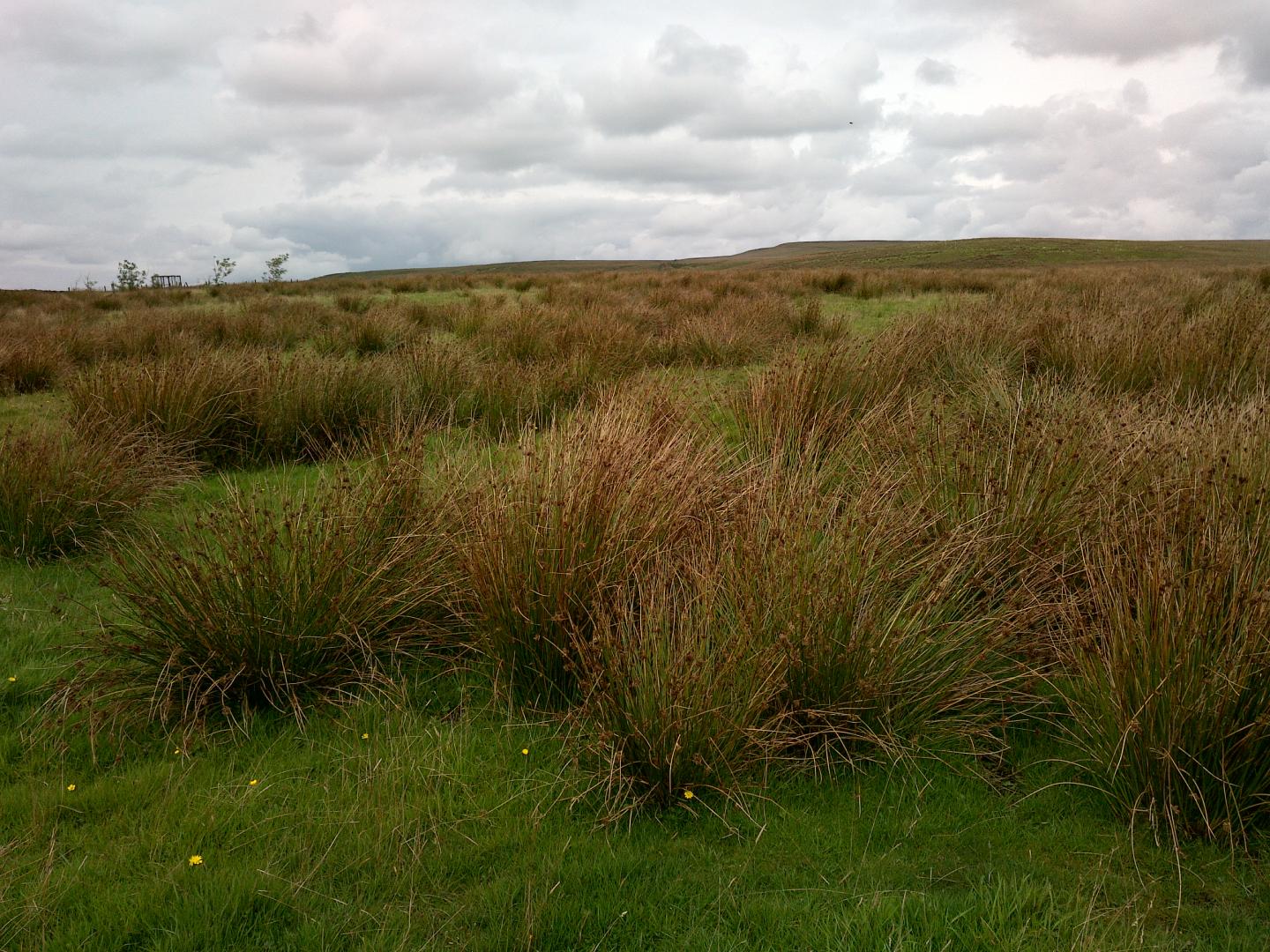 Rushes [IMAGE] EurekAlert! Science News Releases