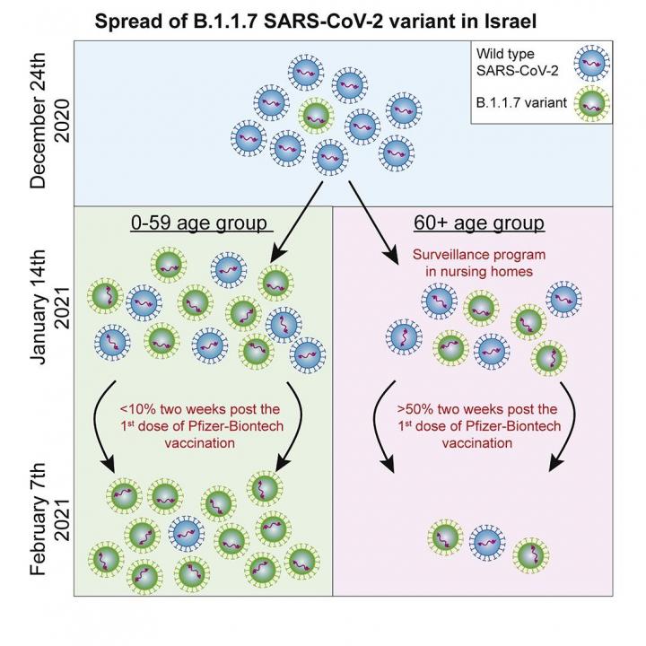 Spread of the British Variant [IMAGE] EurekAlert! Science News Releases
