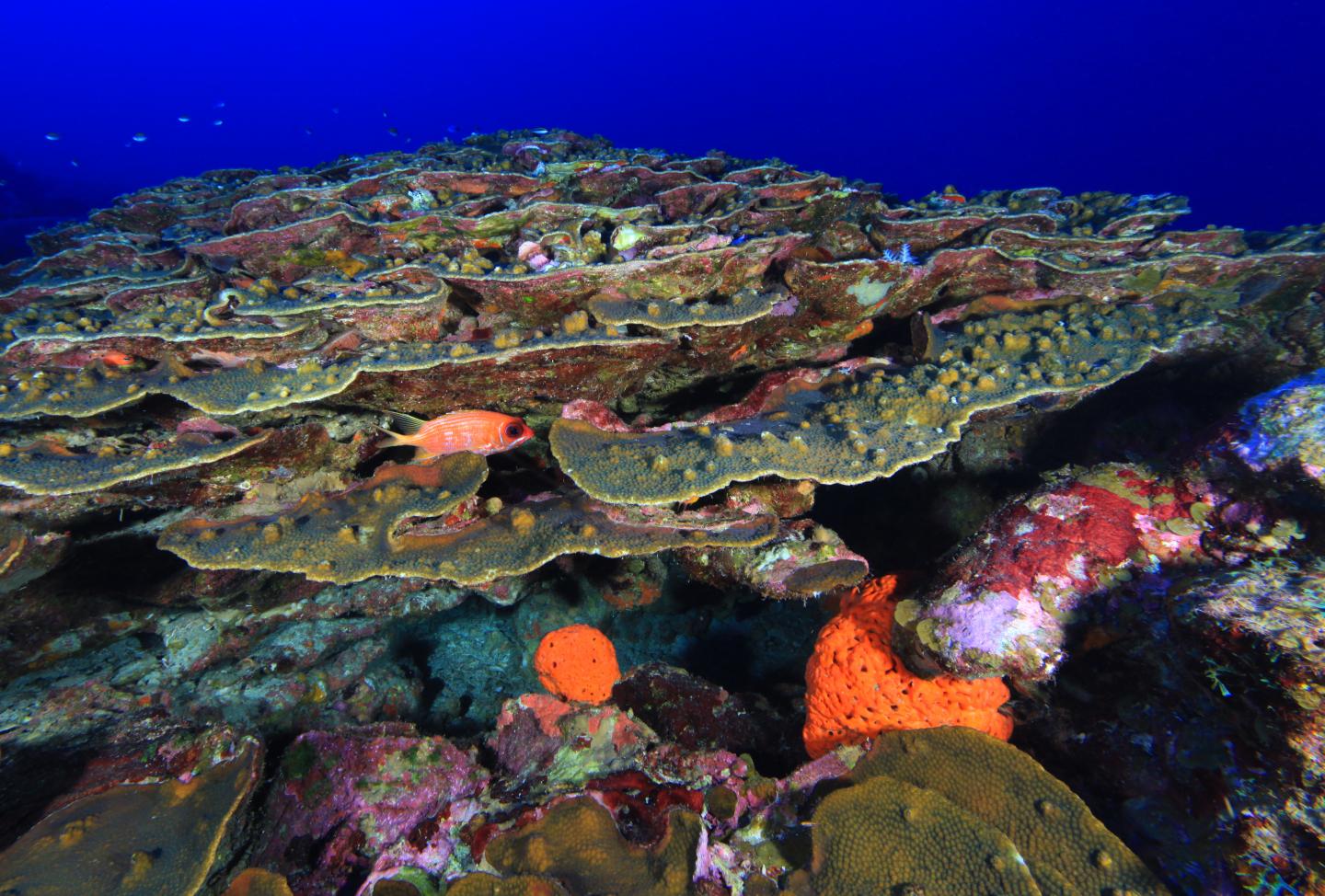 Boulder Star Coral [IMAGE] EurekAlert! Science News Releases