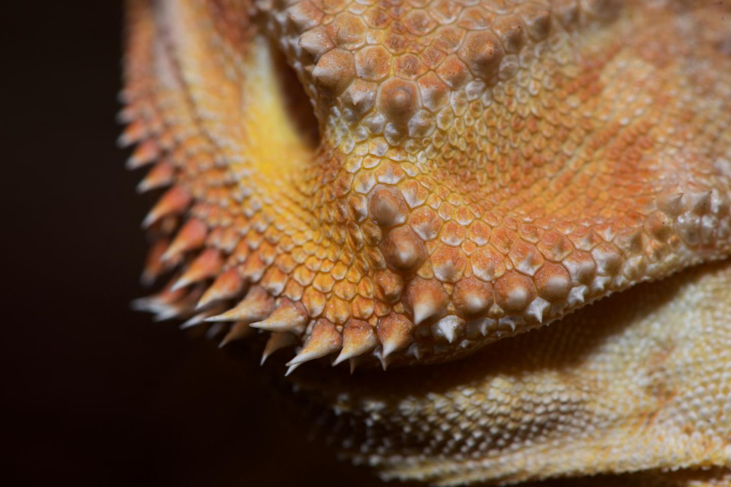 Reptile Scales Background Images, HD Pictures And Wallpaper, 45% OFF
