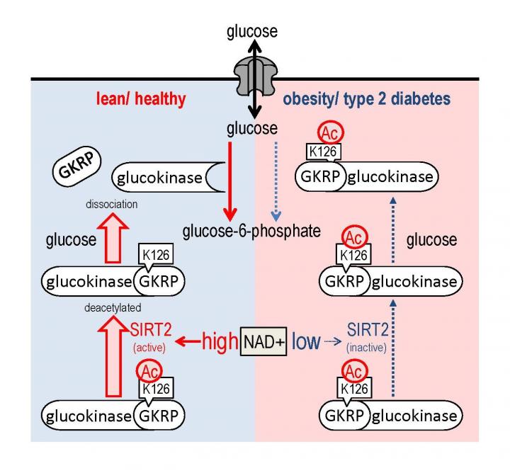 Potential enzyme as therapeutic target for di EurekAlert!