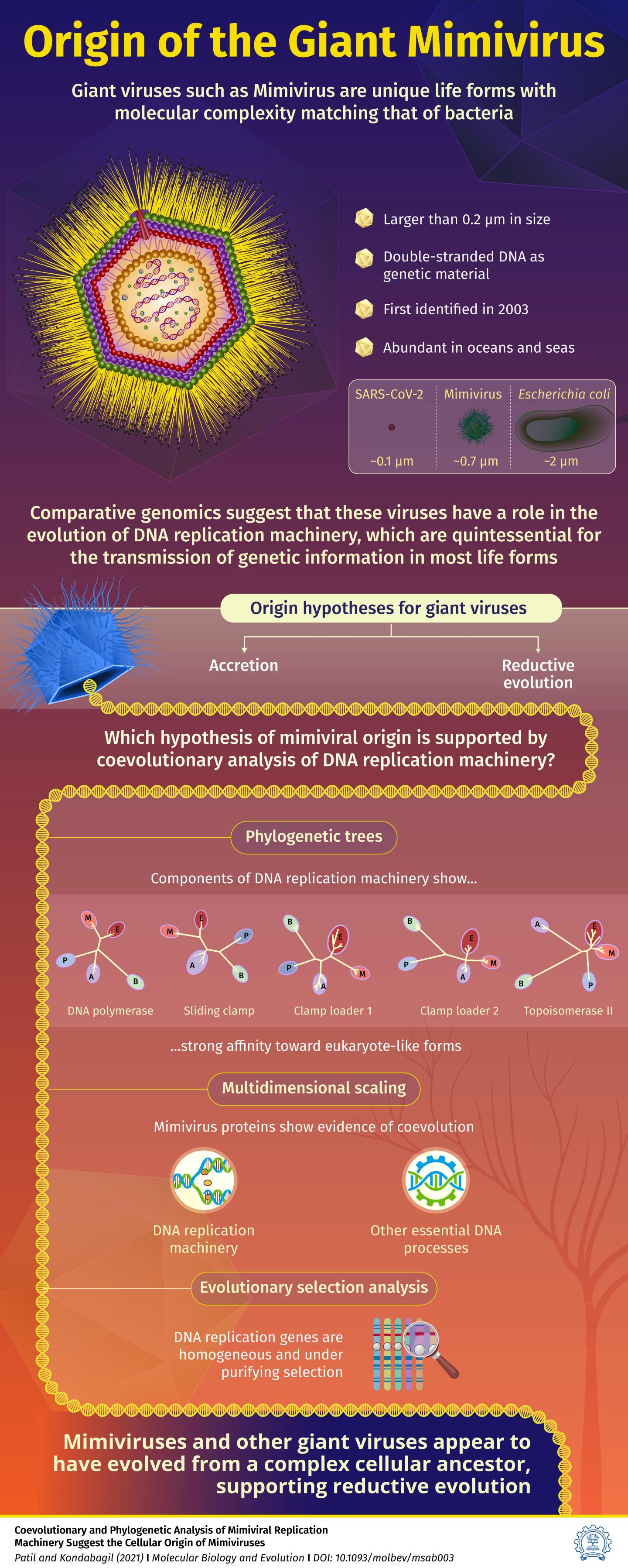 Origins of Giant Viruses [IMAGE] EurekAlert! Science News Releases