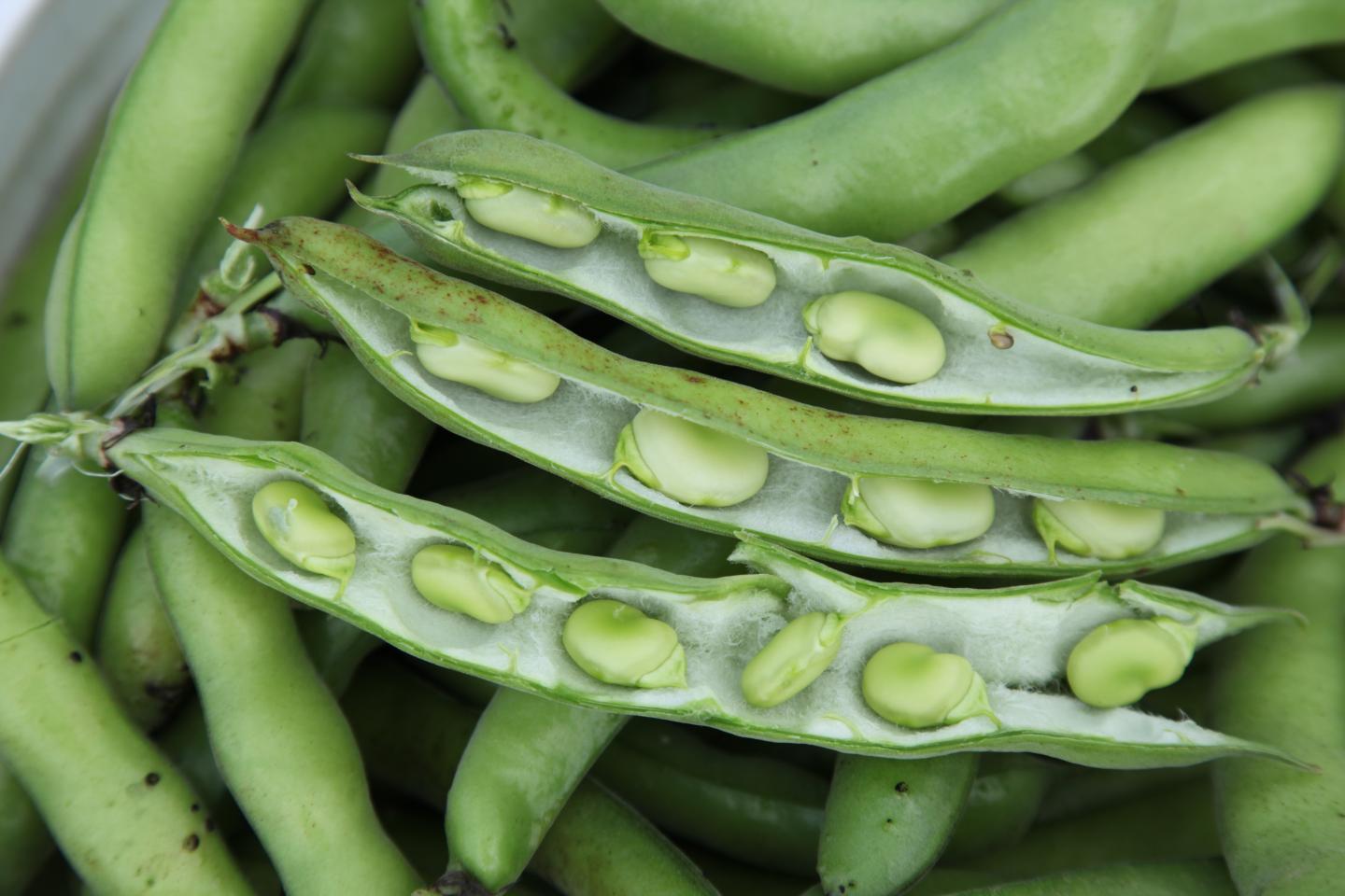 Faba Pod [IMAGE] EurekAlert! Science News Releases