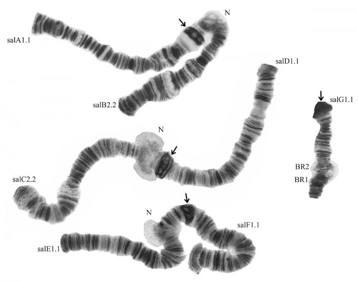 Chromosomes of the Studied Mos [IMAGE] EurekAlert! Science News Releases