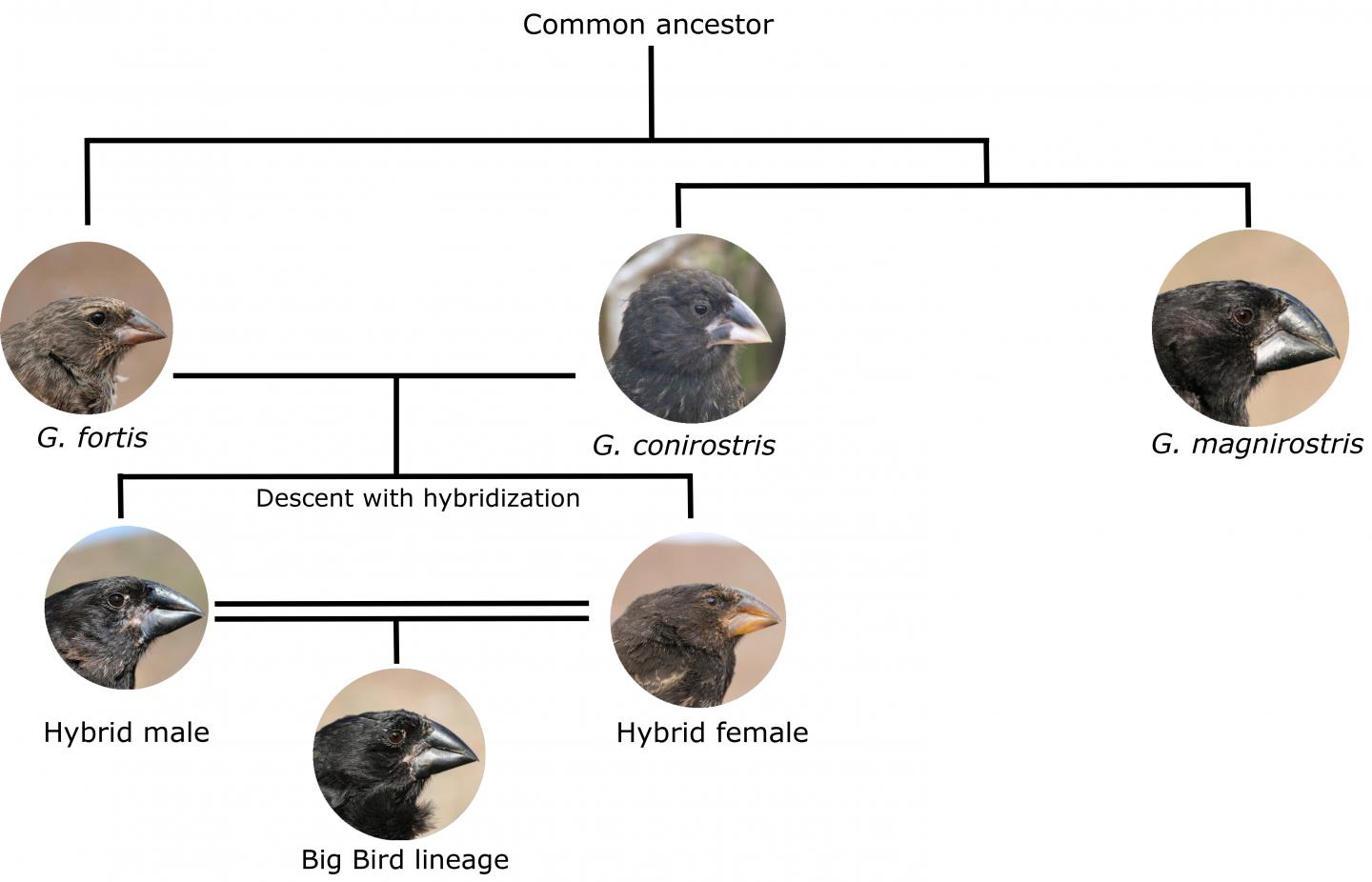 The origin of a new species of Darwin's finch EurekAlert!