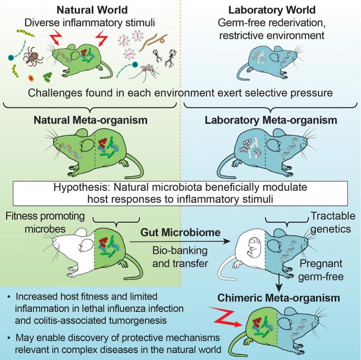 Gut bacteria from wild mice boost health in l EurekAlert!