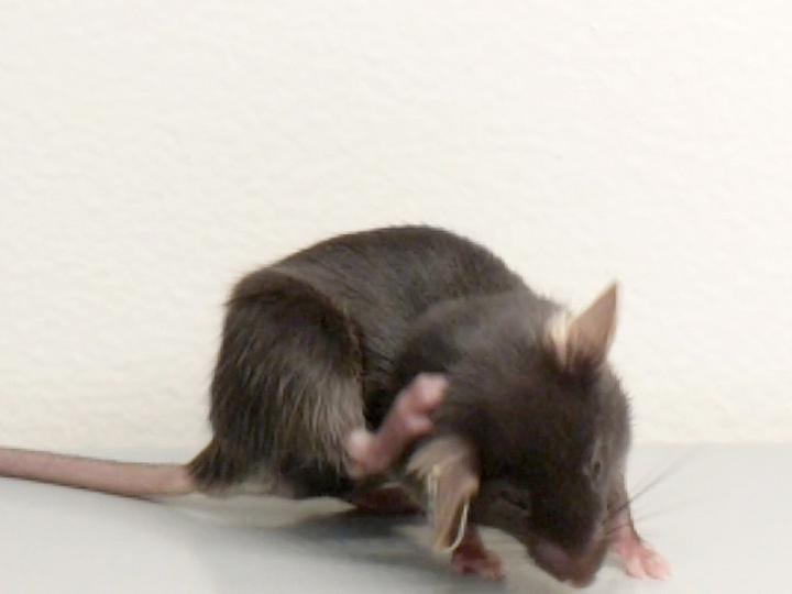 Scratching an Itch in Mice with New Small Mol EurekAlert!