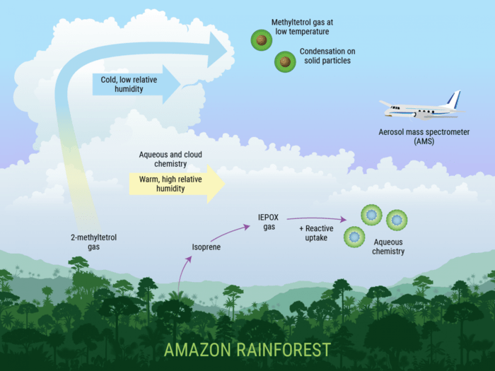 Amazon Rainforest Foliage Gases Affect the Ea EurekAlert!