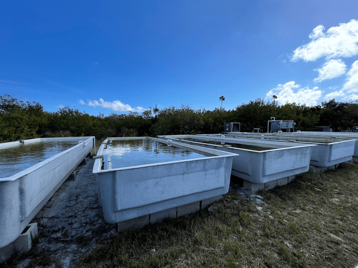 Seagrass Nursery Tanks [IMAGE] EurekAlert! Science News Releases