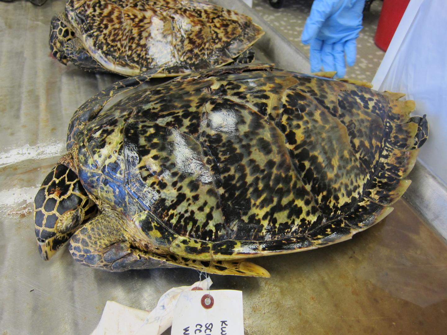 Hawksbill Turtle Carapace [IMAGE] EurekAlert! Science News Releases
