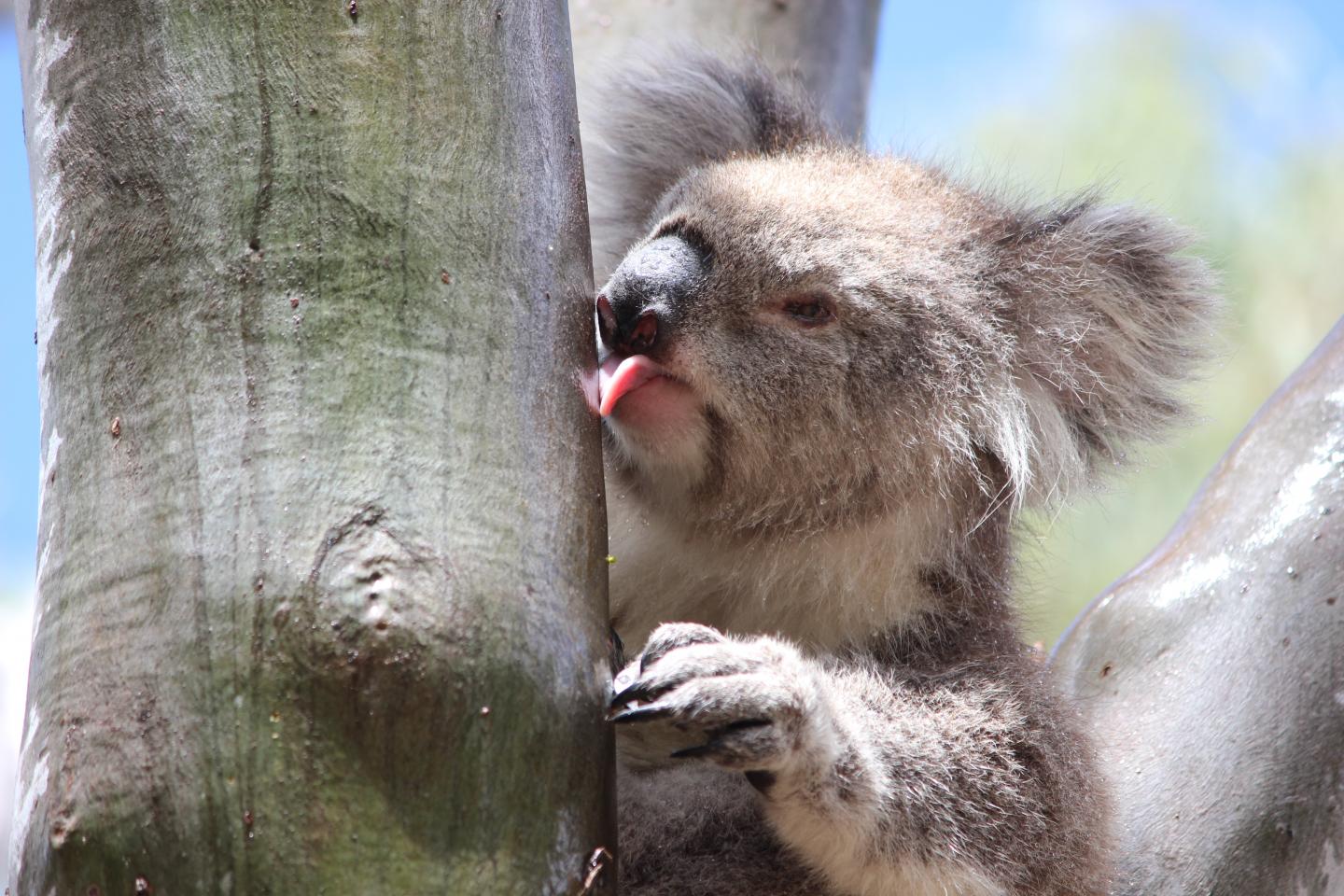 Koala Licking a Tree [IMAGE] EurekAlert! Science News Releases