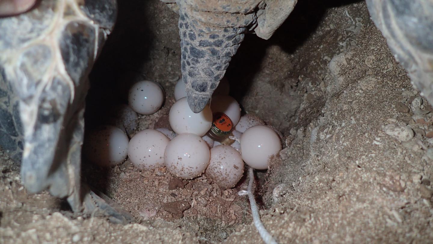 Data Logger in Sea Turtle Nest [IMAGE] EurekAlert! Science News Releases