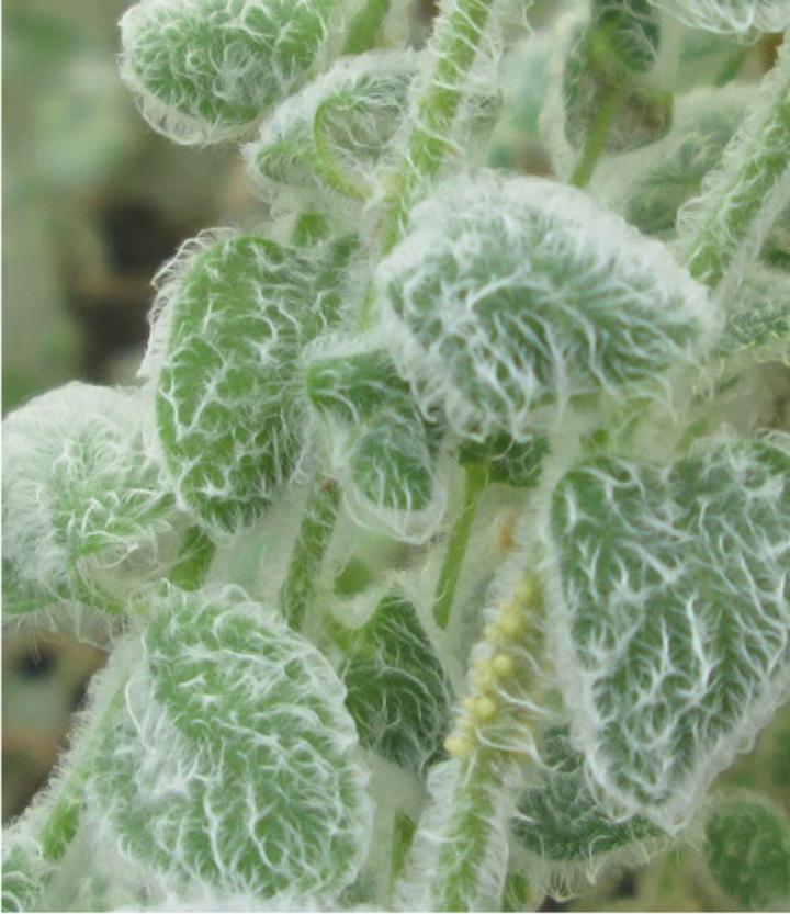 Plant with Hairy Leaves [IMAGE] EurekAlert! Science News Releases