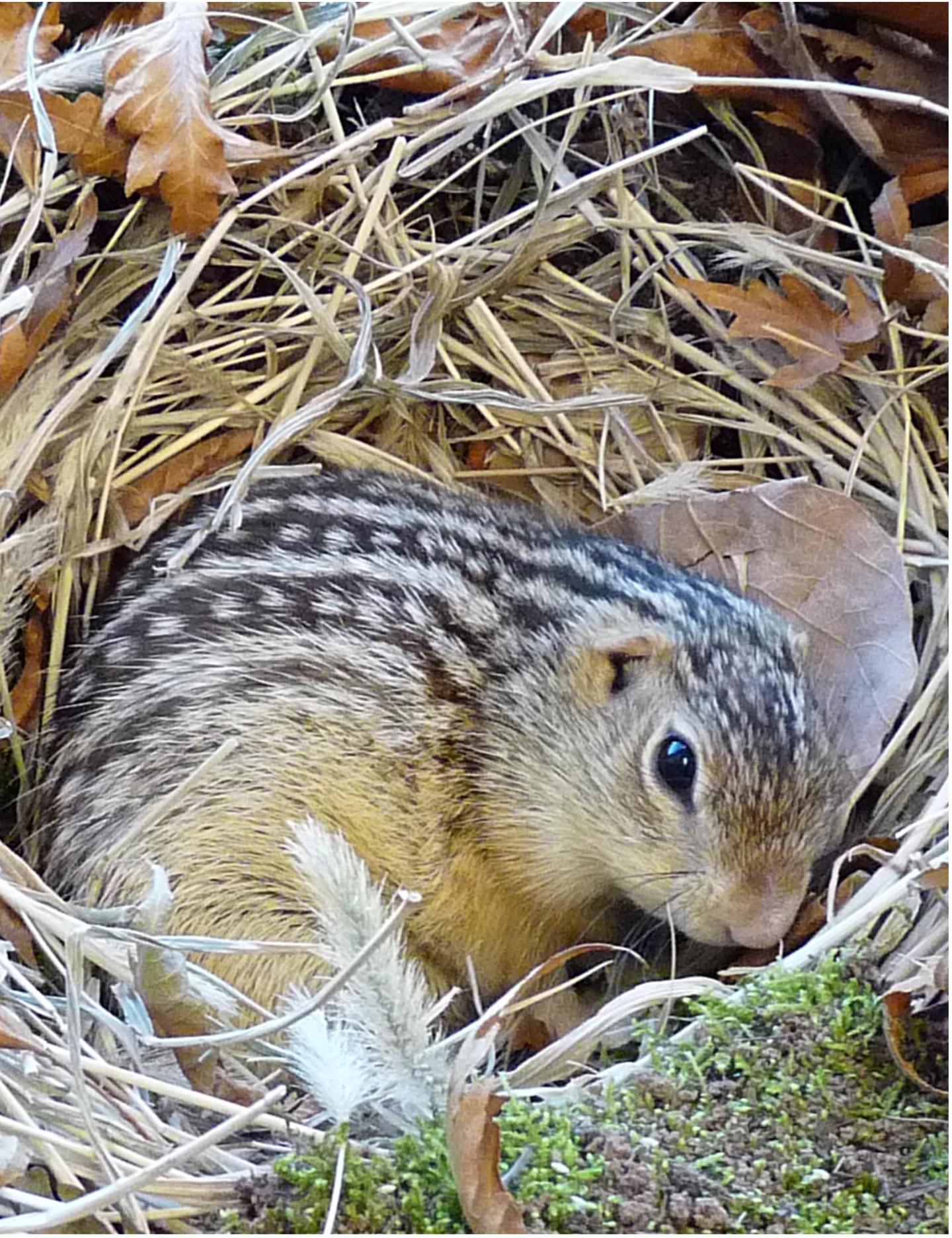 13Lined Ground Squirrel (1 of [IMAGE] EurekAlert! Science News Releases