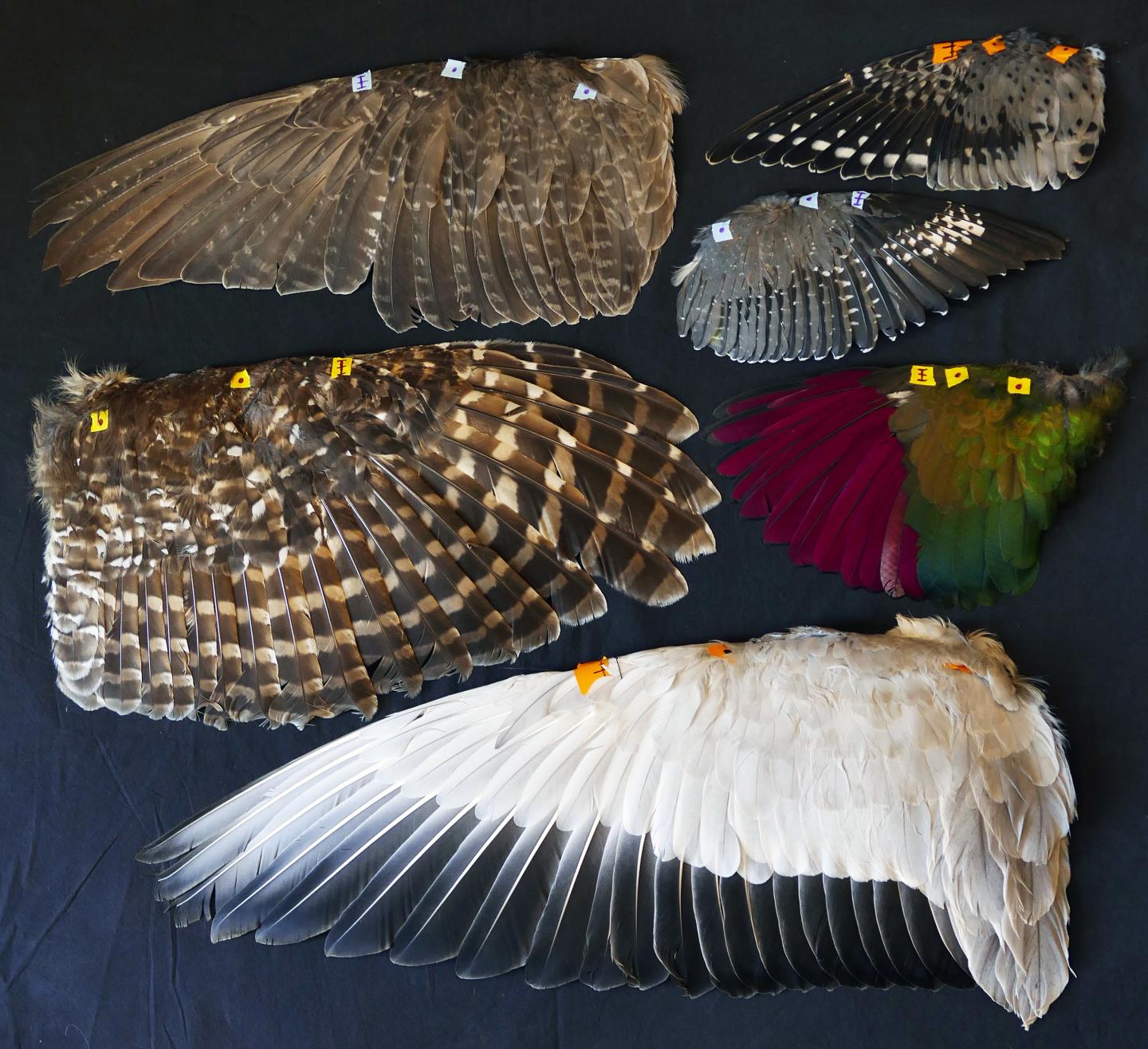 Whether Birds Flap, Glide, or Soar Determines EurekAlert!
